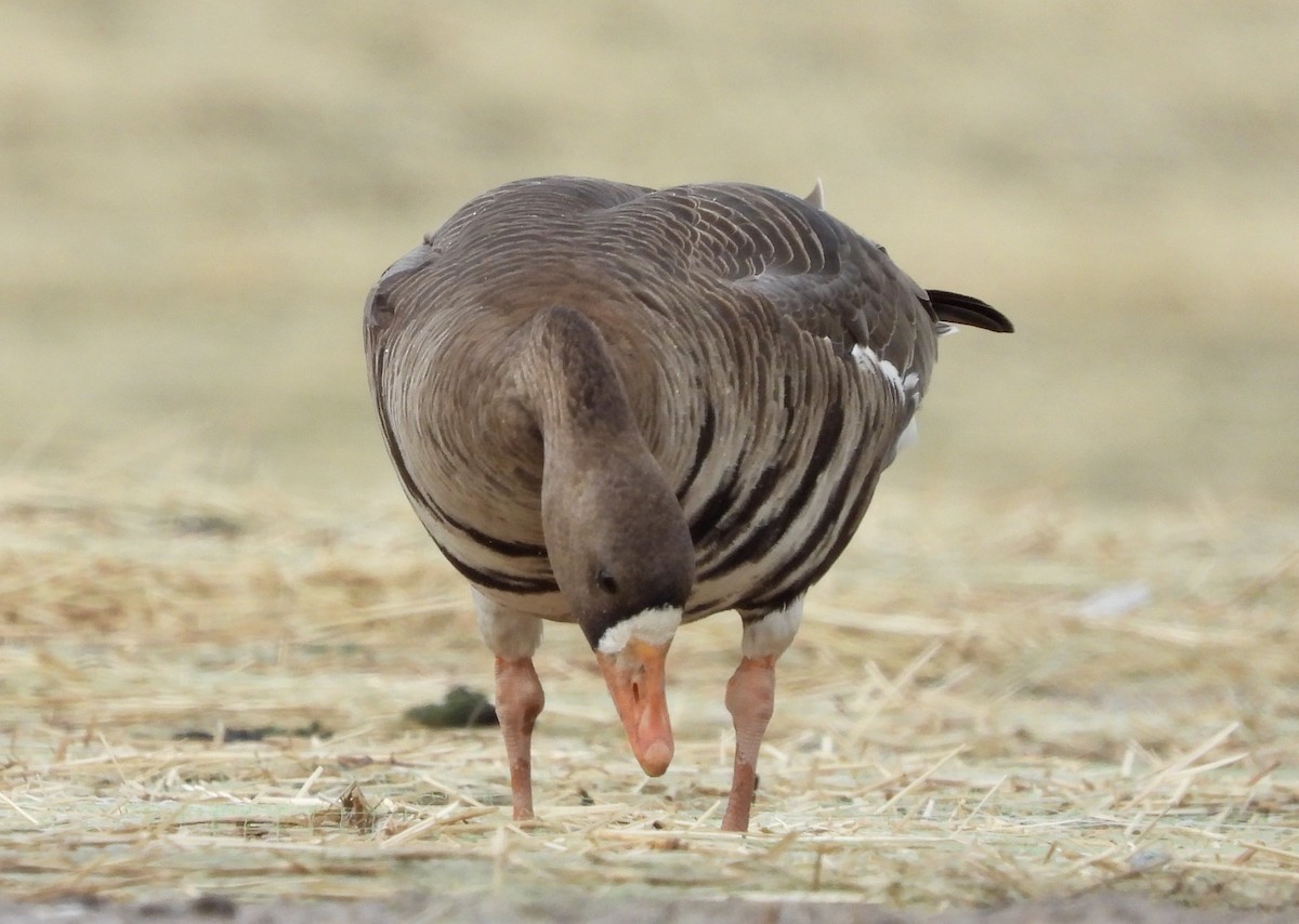 Greater White-fronted Goose - ML631866406