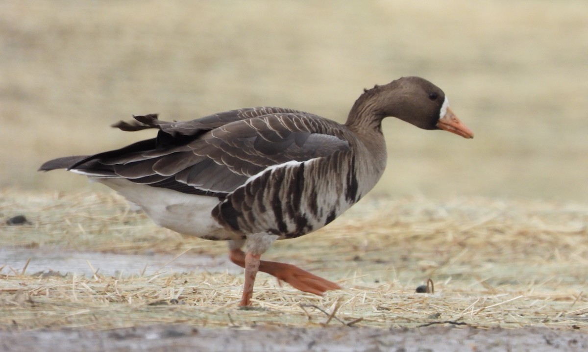 Greater White-fronted Goose - ML631866407