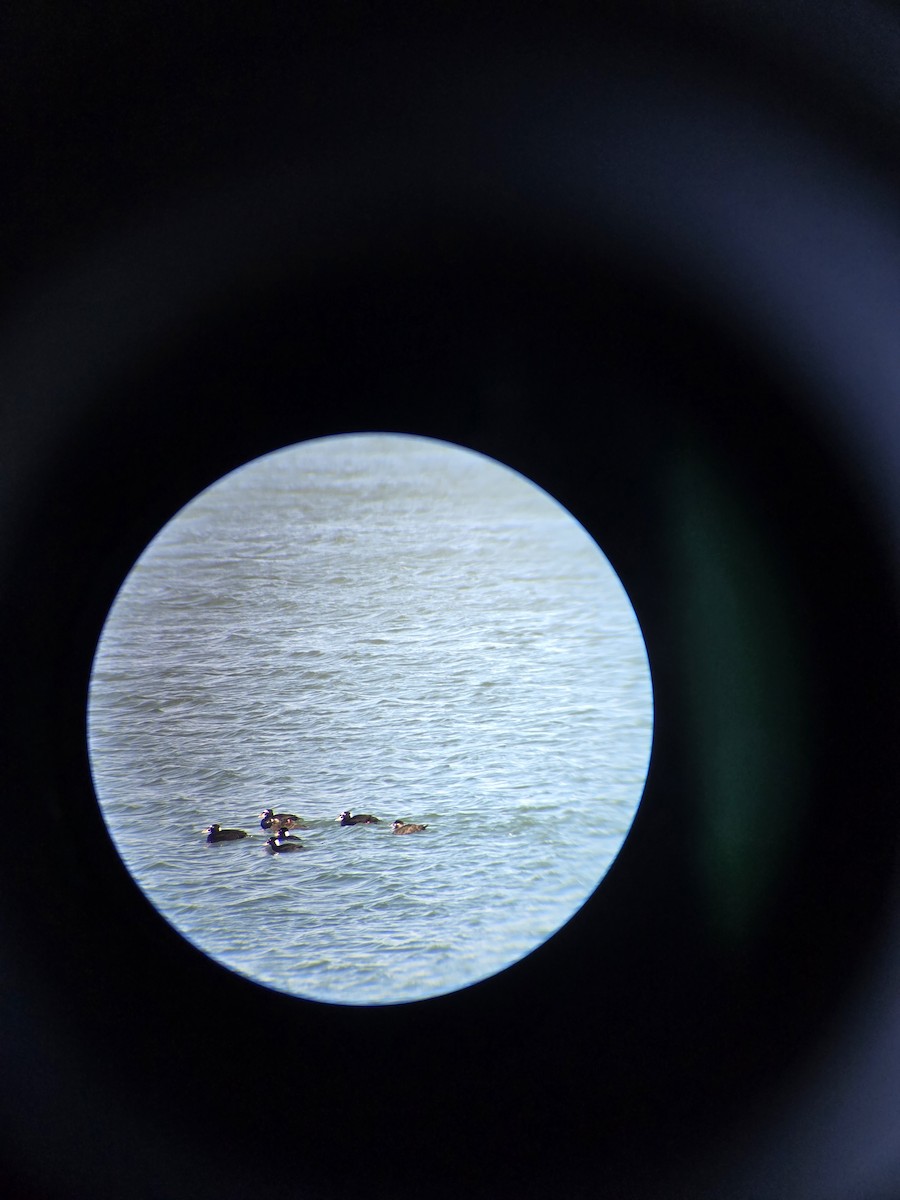 Surf Scoter - ML631866419