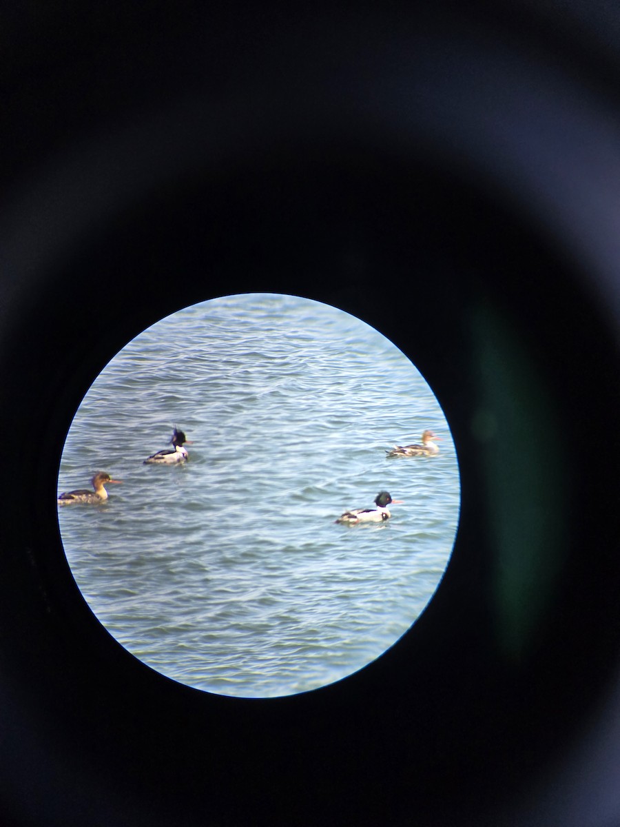 Red-breasted Merganser - ML631866446