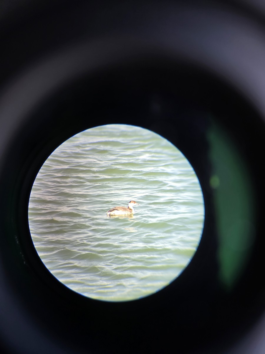 Horned Grebe - ML631866465
