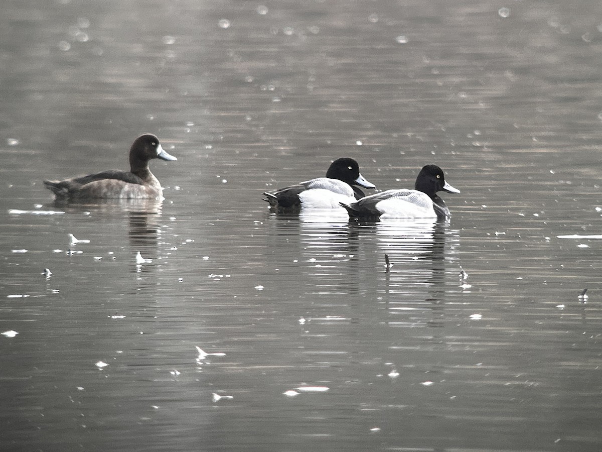 Greater Scaup - ML631866513