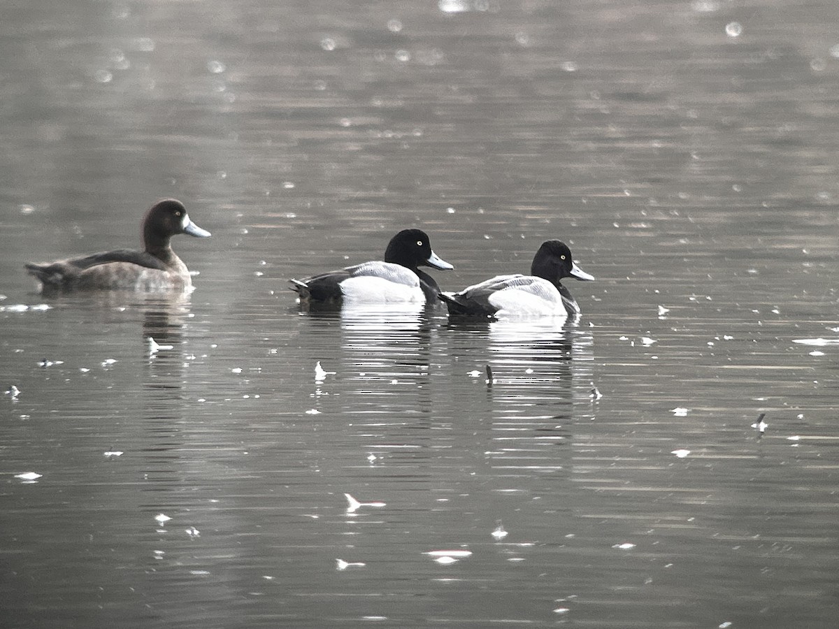 Greater Scaup - ML631866514