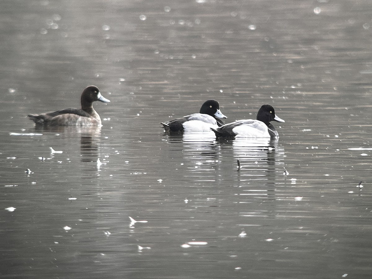 Greater Scaup - ML631866515