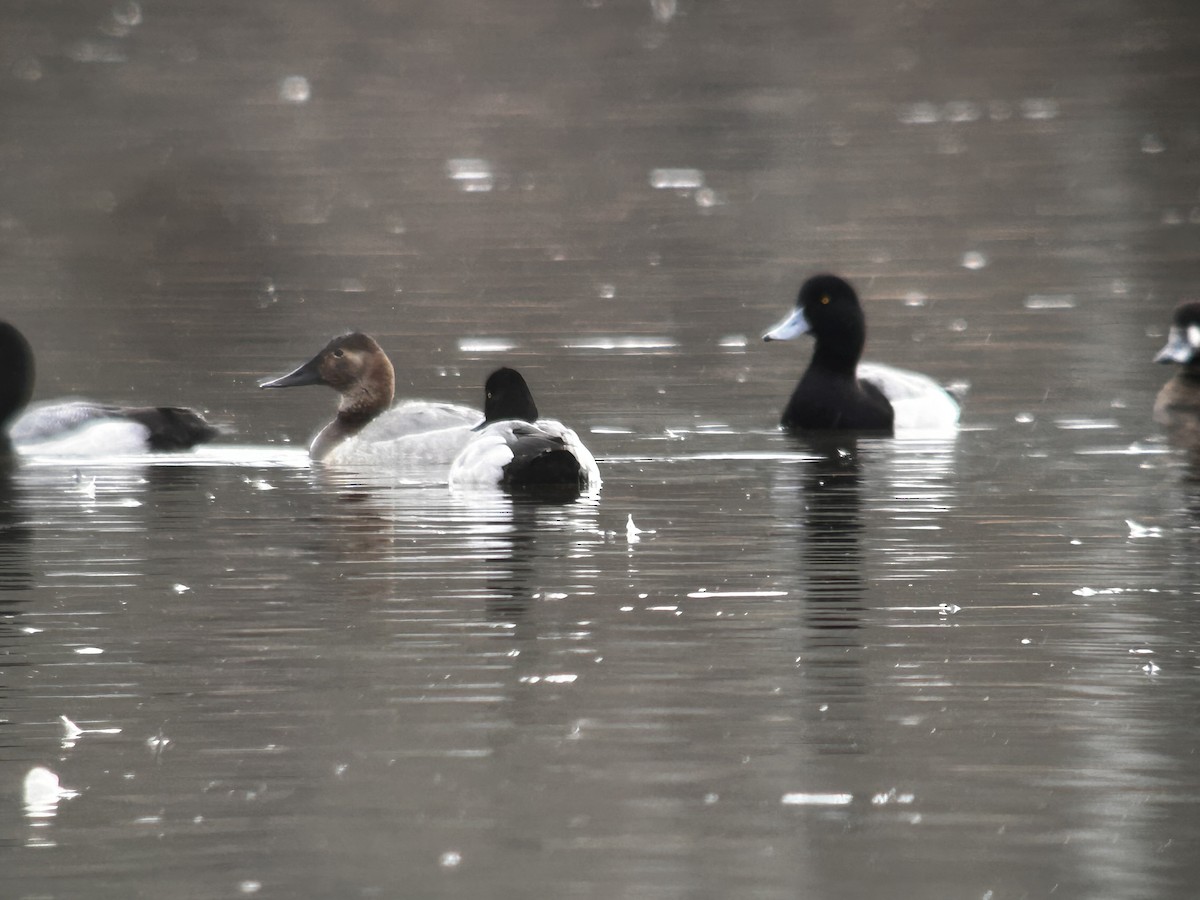 Canvasback - ML631866528