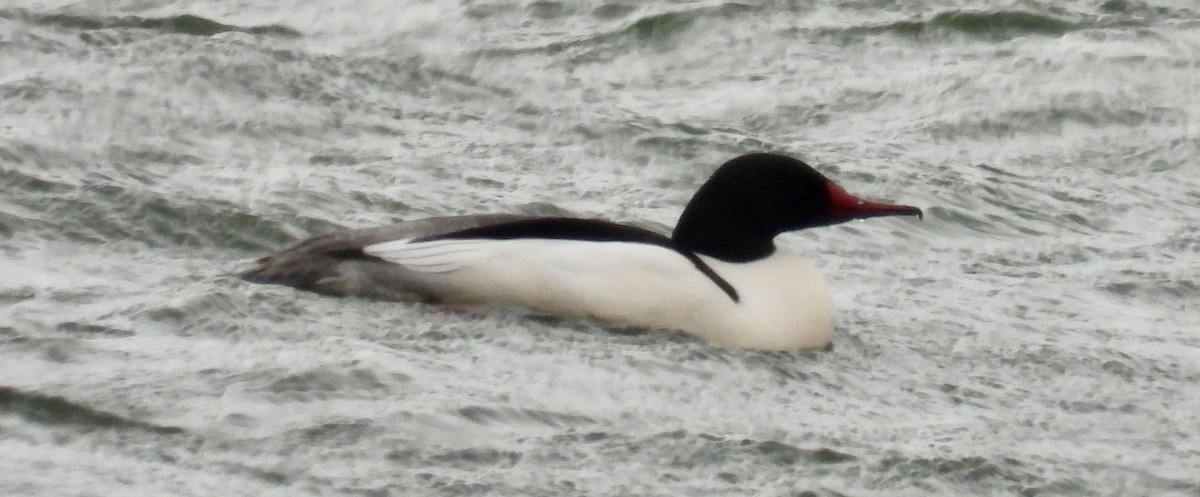Common Merganser - ML631866576
