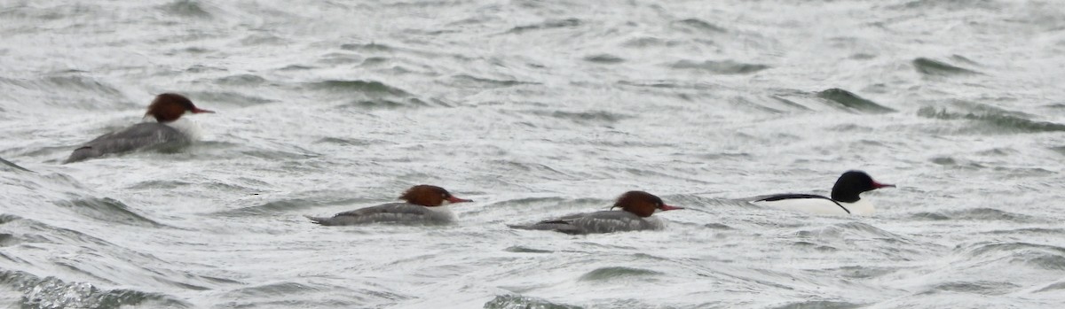 Common Merganser - ML631866577