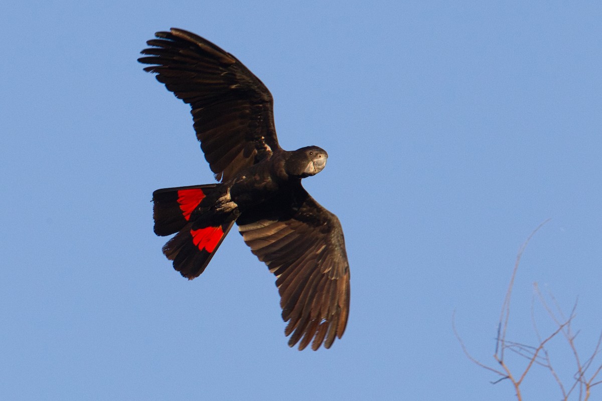 Red-tailed Black-Cockatoo - ML631866597