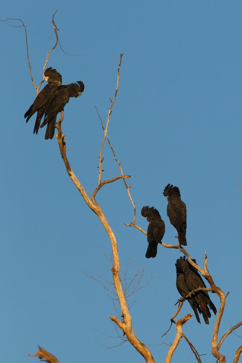 Red-tailed Black-Cockatoo - ML631866599