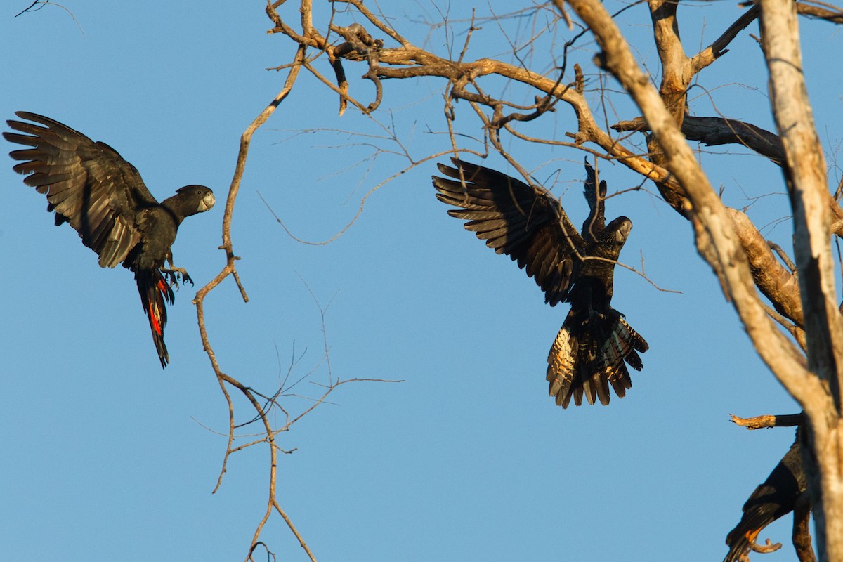 Red-tailed Black-Cockatoo - ML631866600