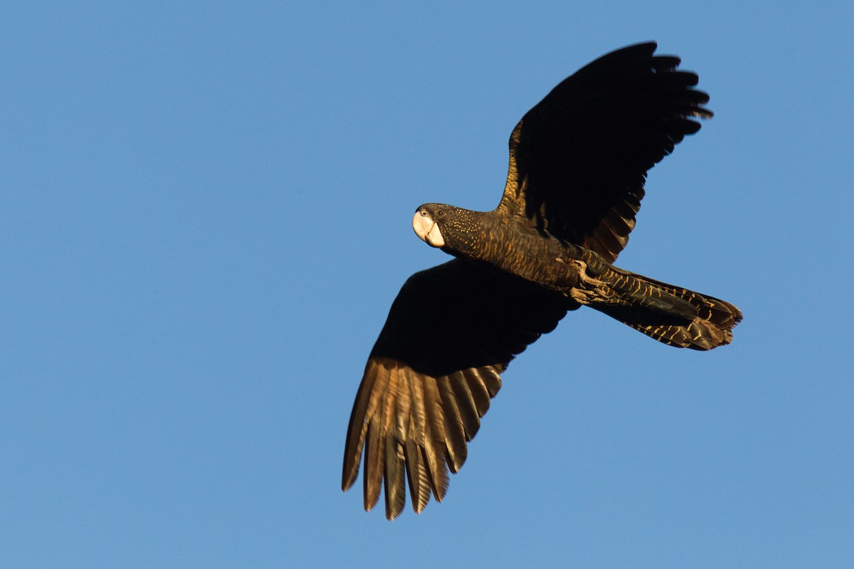 Red-tailed Black-Cockatoo - ML631866601