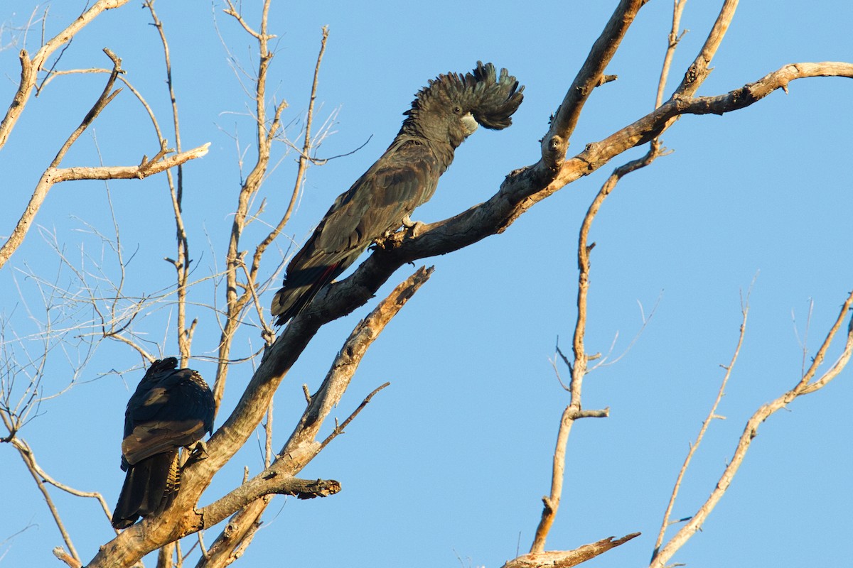 Red-tailed Black-Cockatoo - ML631866602