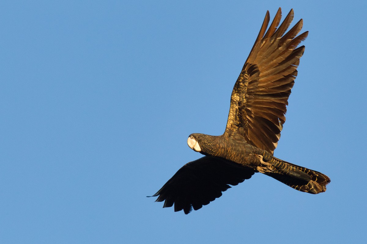 Red-tailed Black-Cockatoo - ML631866603