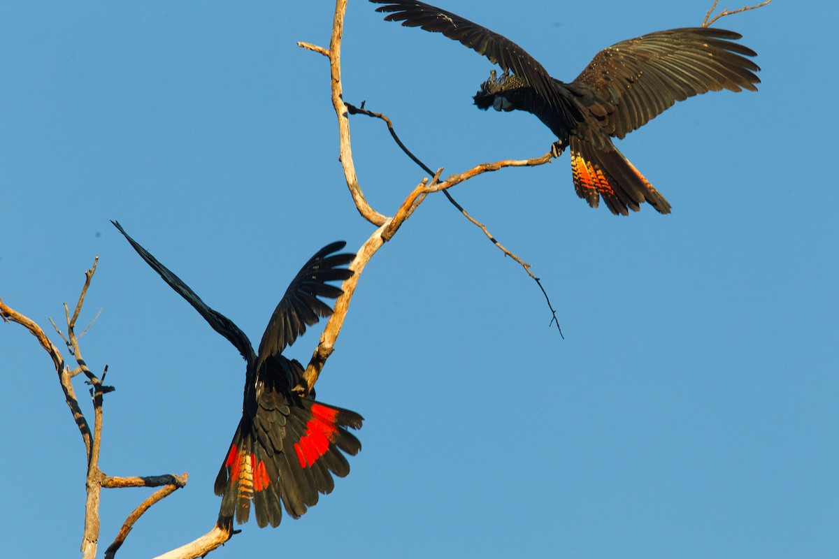 Red-tailed Black-Cockatoo - ML631866604