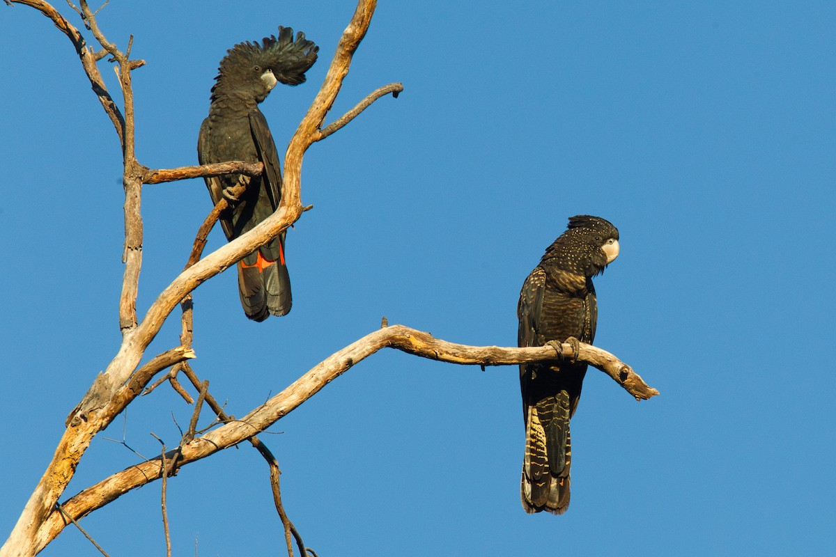 Red-tailed Black-Cockatoo - ML631866605