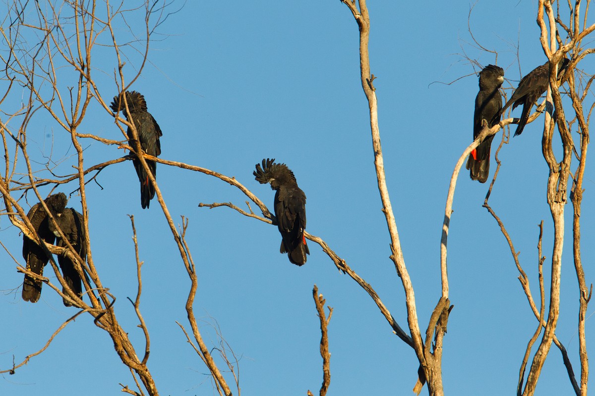 Red-tailed Black-Cockatoo - ML631866606