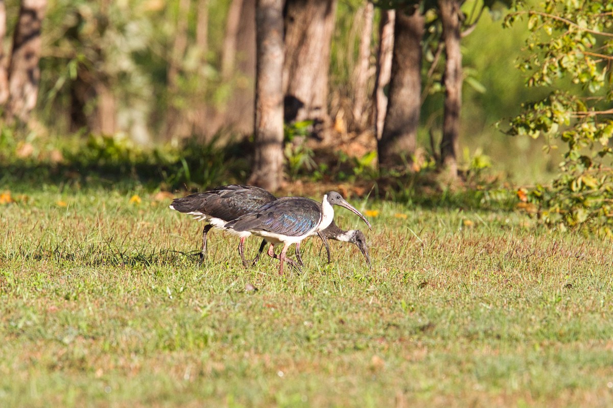 Straw-necked Ibis - ML631866623