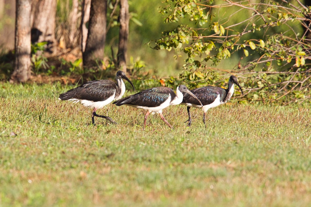 Straw-necked Ibis - ML631866624