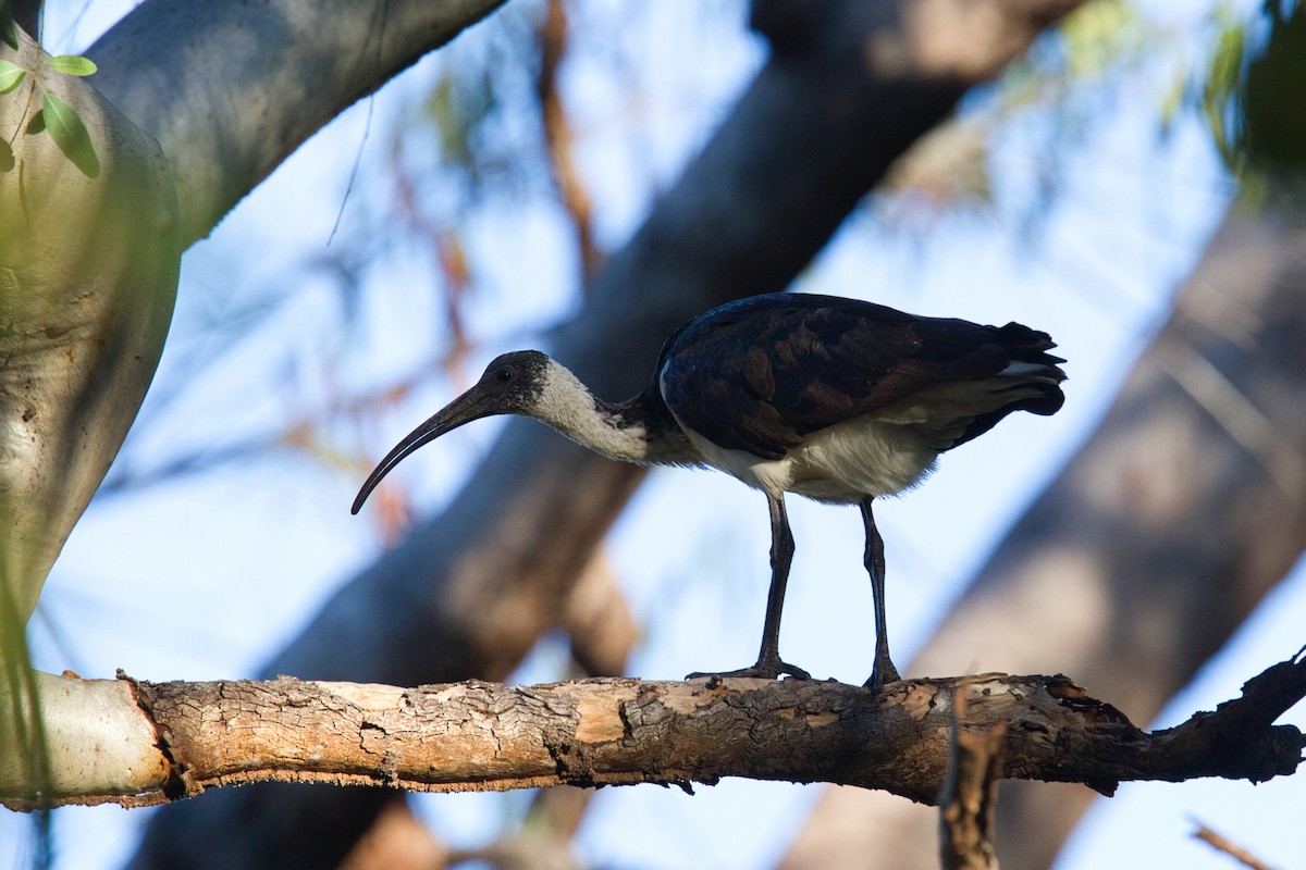 Straw-necked Ibis - ML631866625