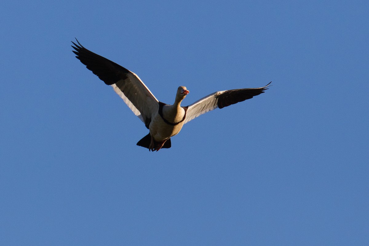 Radjah Shelduck - ML631866643