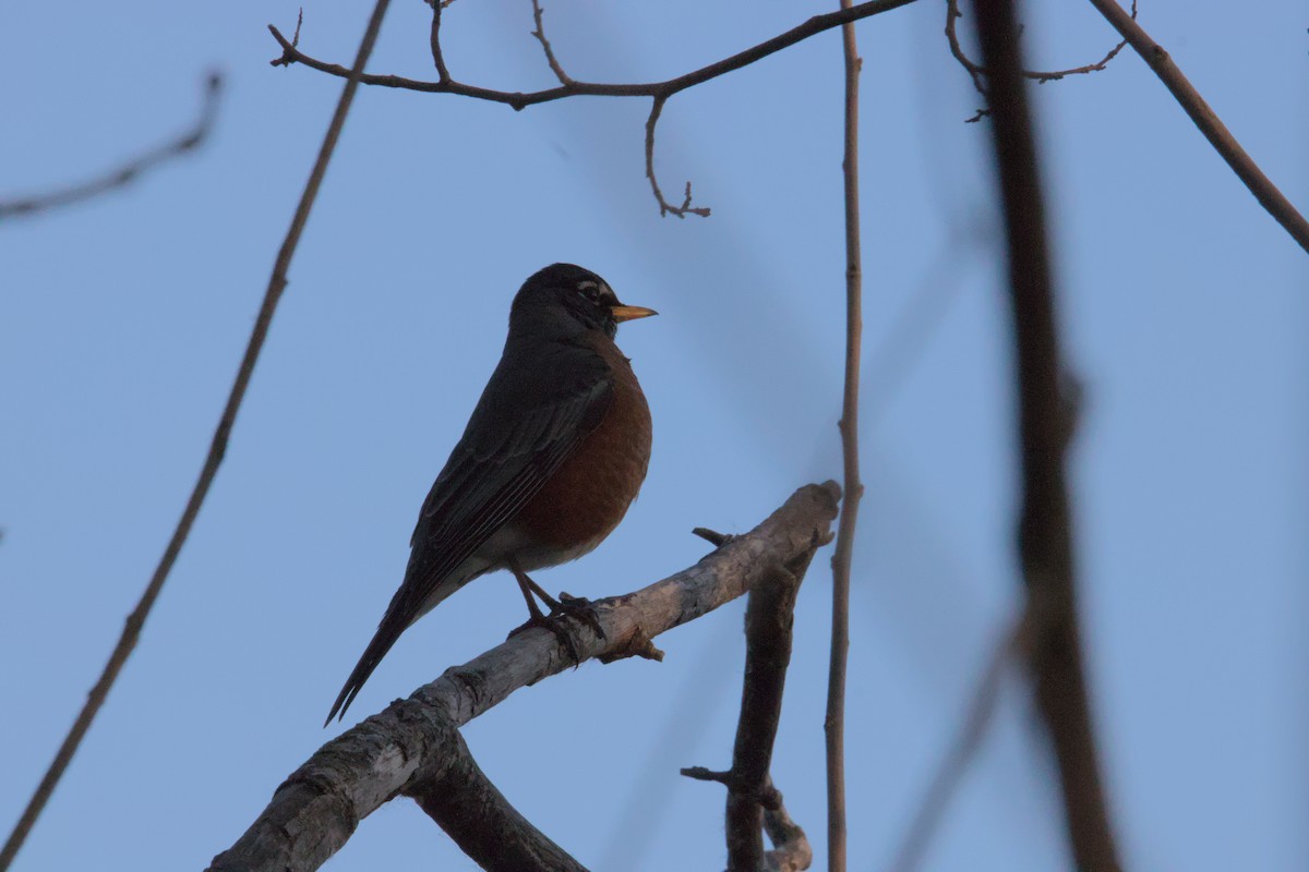 American Robin - ML631866649