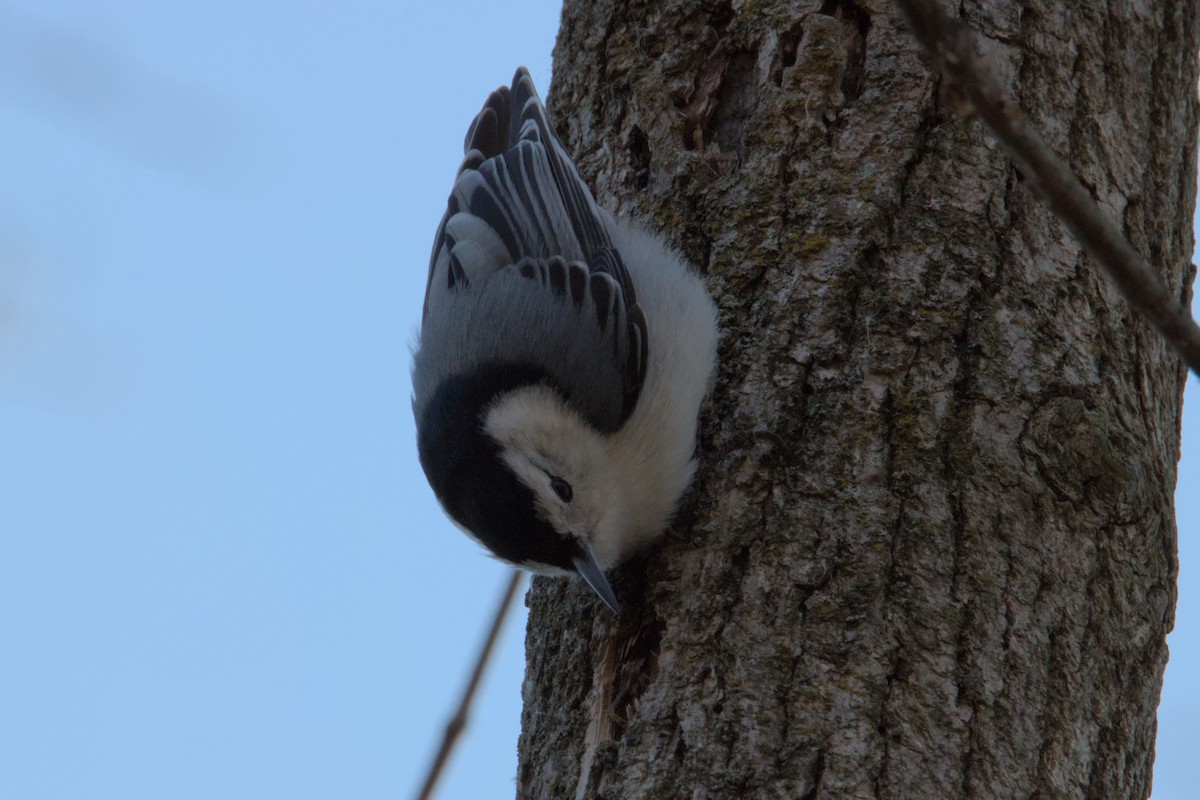 White-breasted Nuthatch - ML631866676