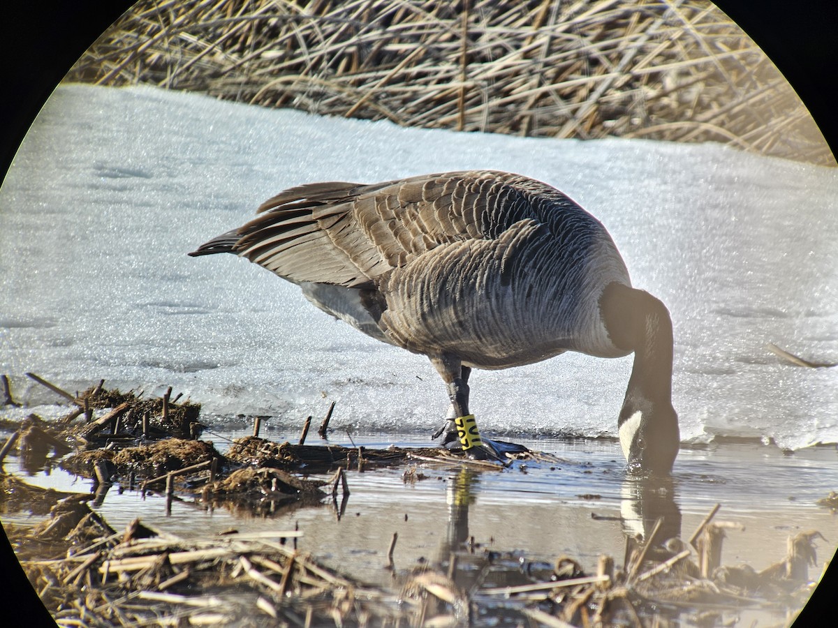 Canada Goose - ML631866811