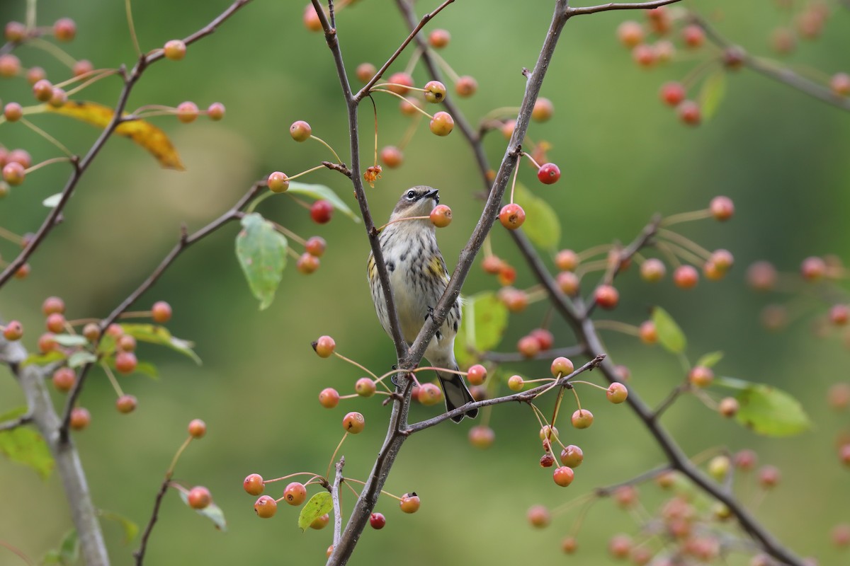 Yellow-rumped Warbler (Myrtle) - ML631866822