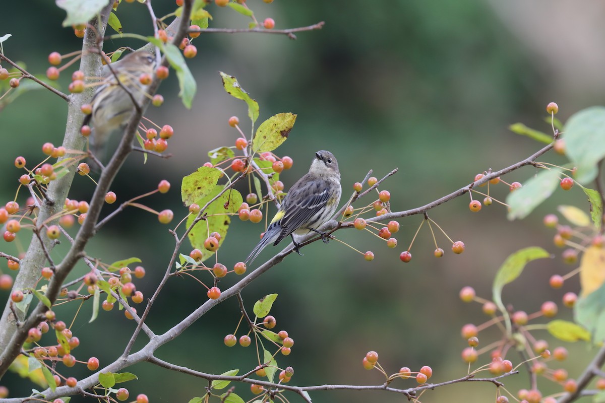 Yellow-rumped Warbler (Myrtle) - ML631866843
