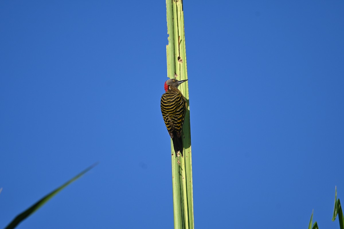 Hispaniolan Woodpecker - ML631867010