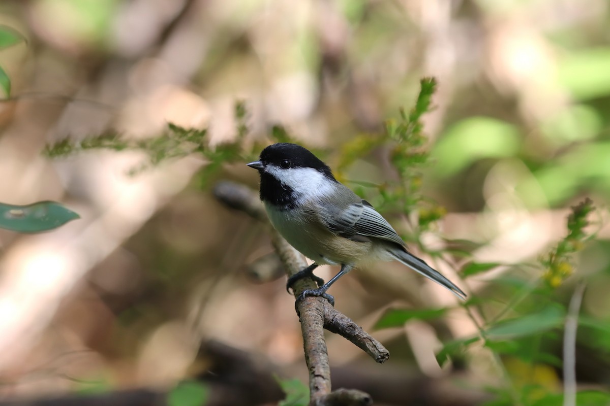 Black-capped Chickadee - ML631867144