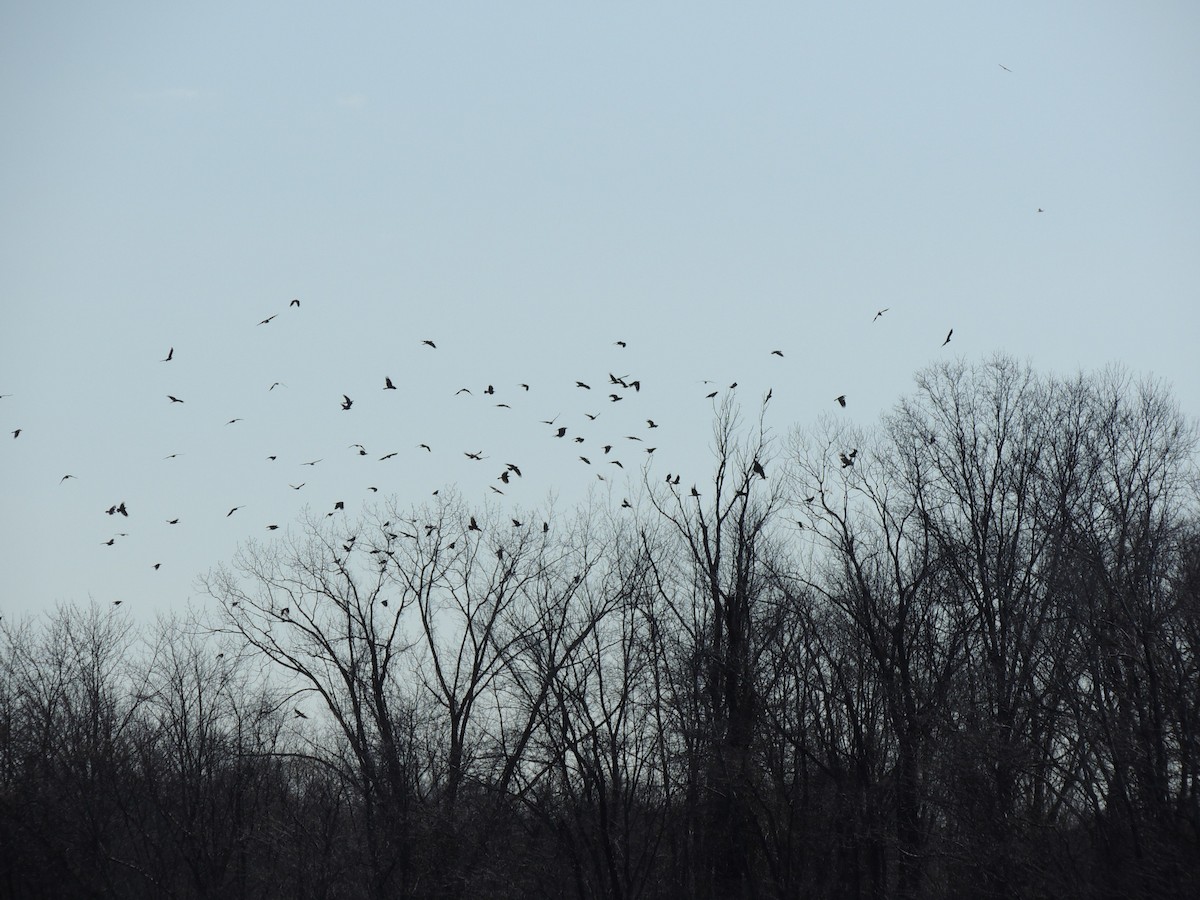 Fish Crow - ML631867205