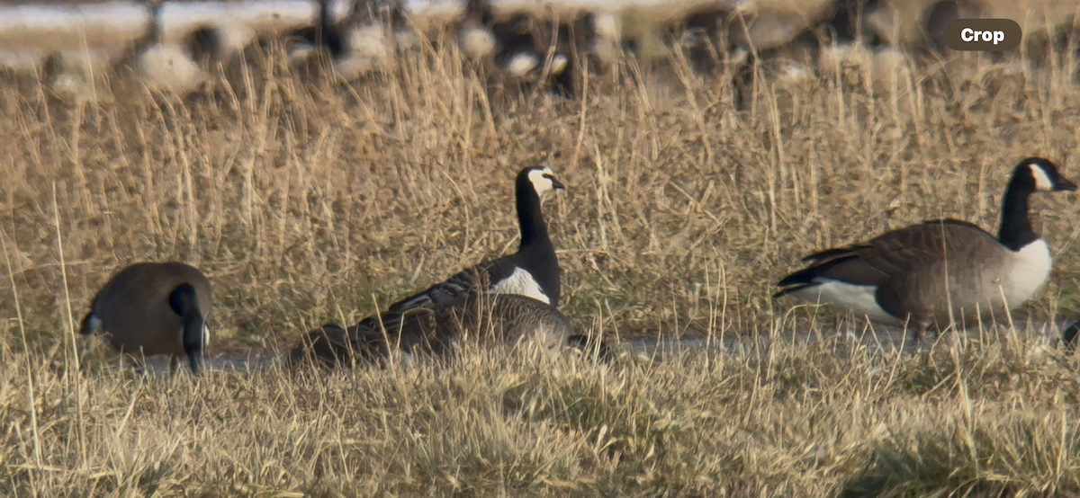 Barnacle Goose - Joel Strong
