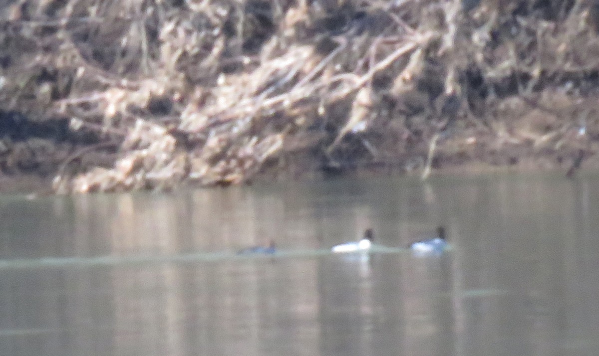 Common Goldeneye - ML631867422