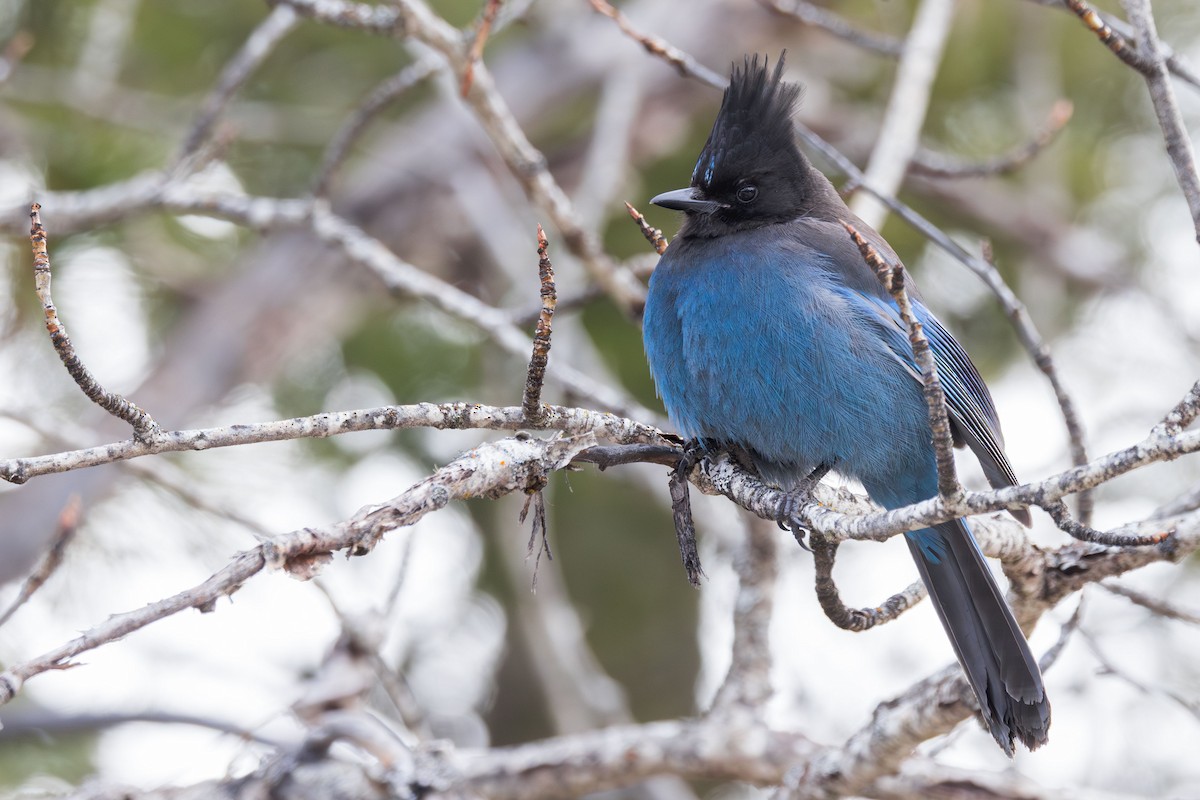 Steller's Jay (Northwest Interior) - ML631867549
