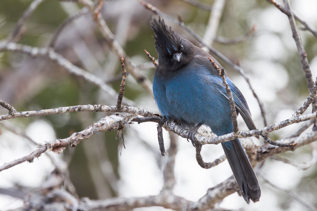 Steller's Jay (Northwest Interior) - ML631867550