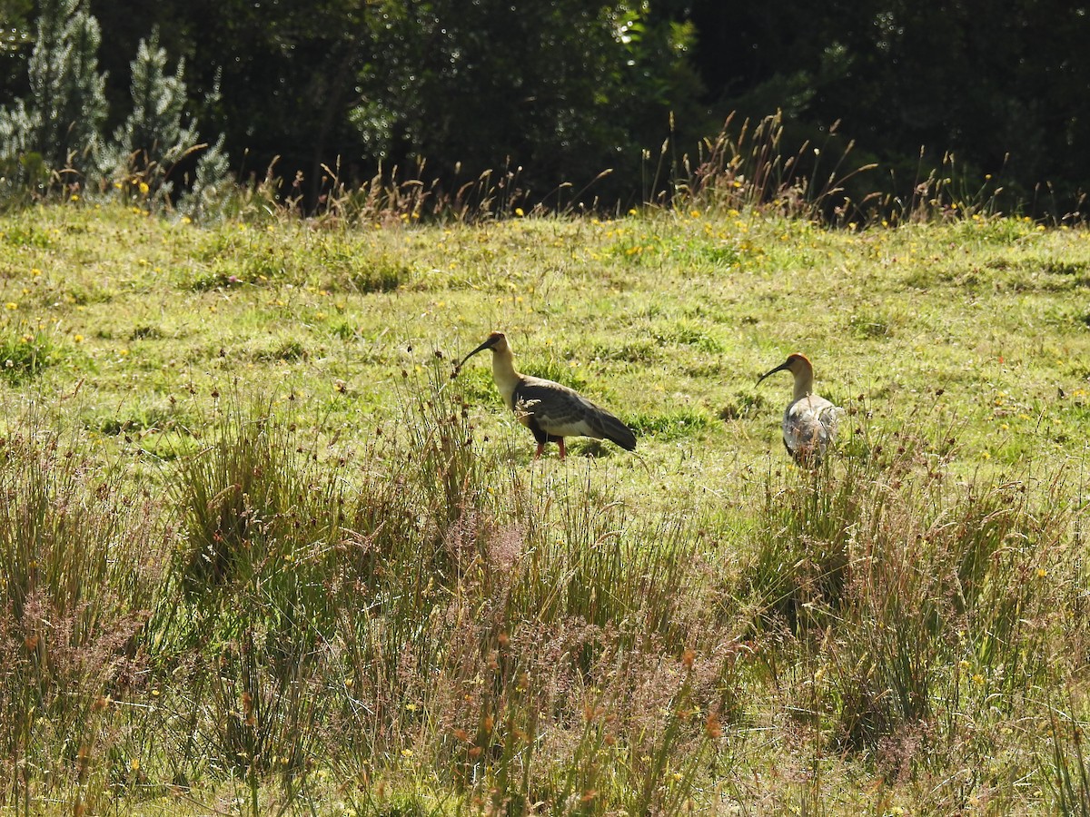 Black-faced Ibis - ML631867655