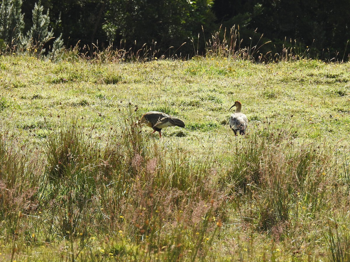 Black-faced Ibis - ML631867656