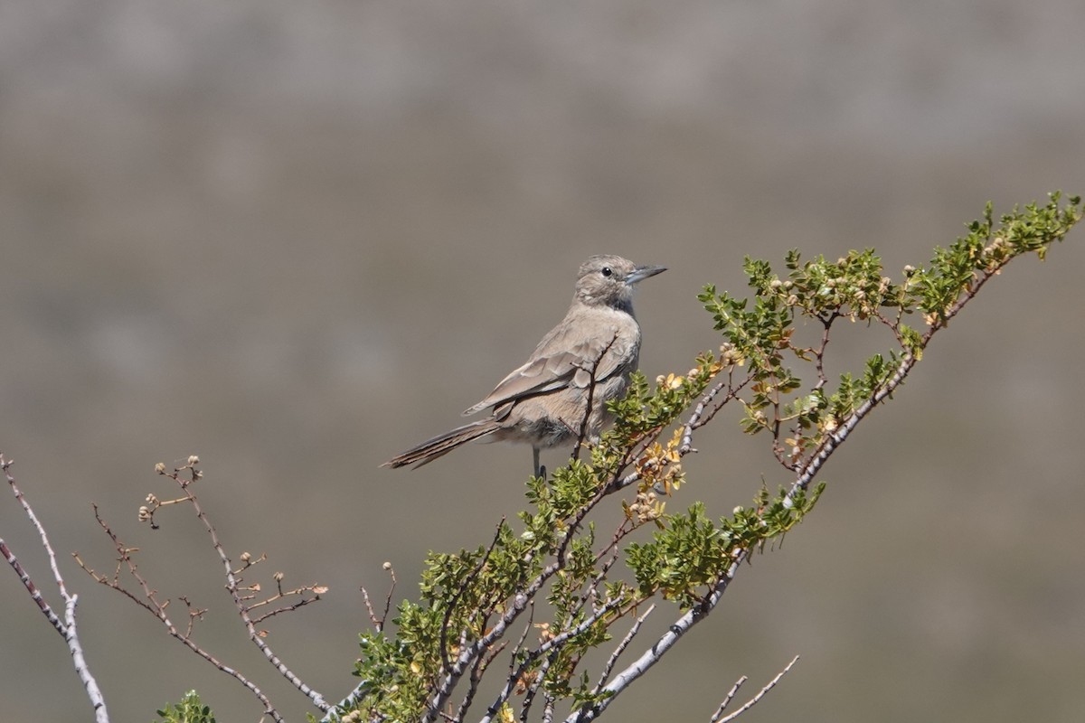 White-throated Cacholote - ML631867793