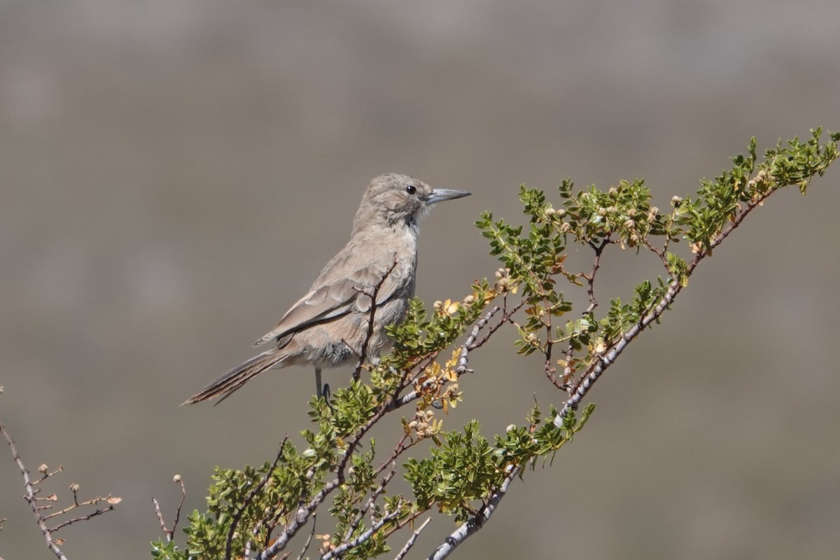 White-throated Cacholote - ML631867794