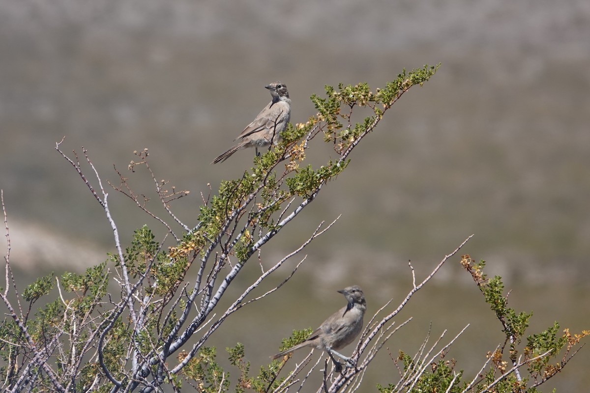 White-throated Cacholote - ML631867795