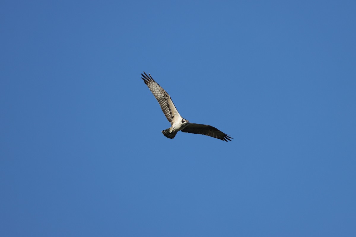 Osprey (American) - ML631867964