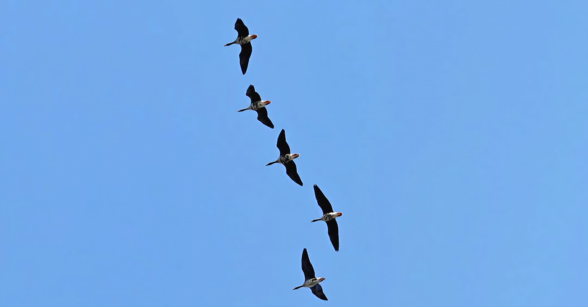 Greater White-fronted Goose - ML631868216