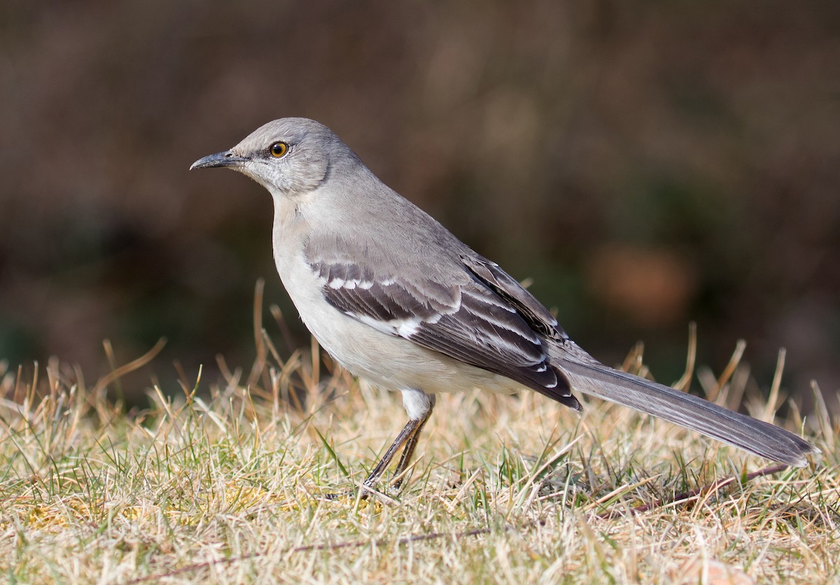 Northern Mockingbird - ML631868396