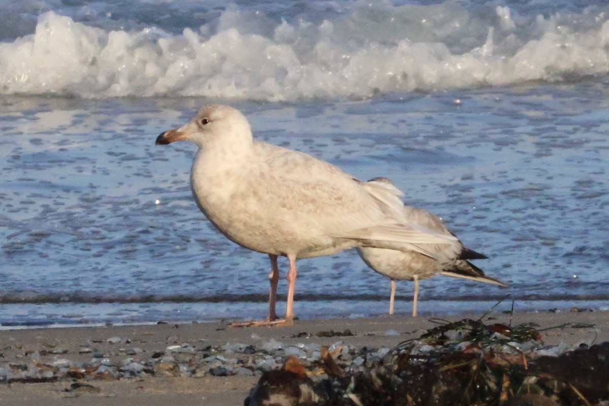 Glaucous x Glaucous-winged Gull (hybrid) - ML631868481