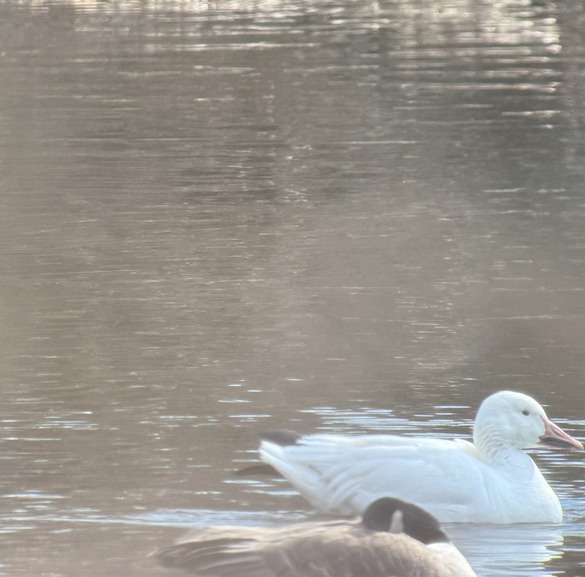 Snow Goose - ML631868556