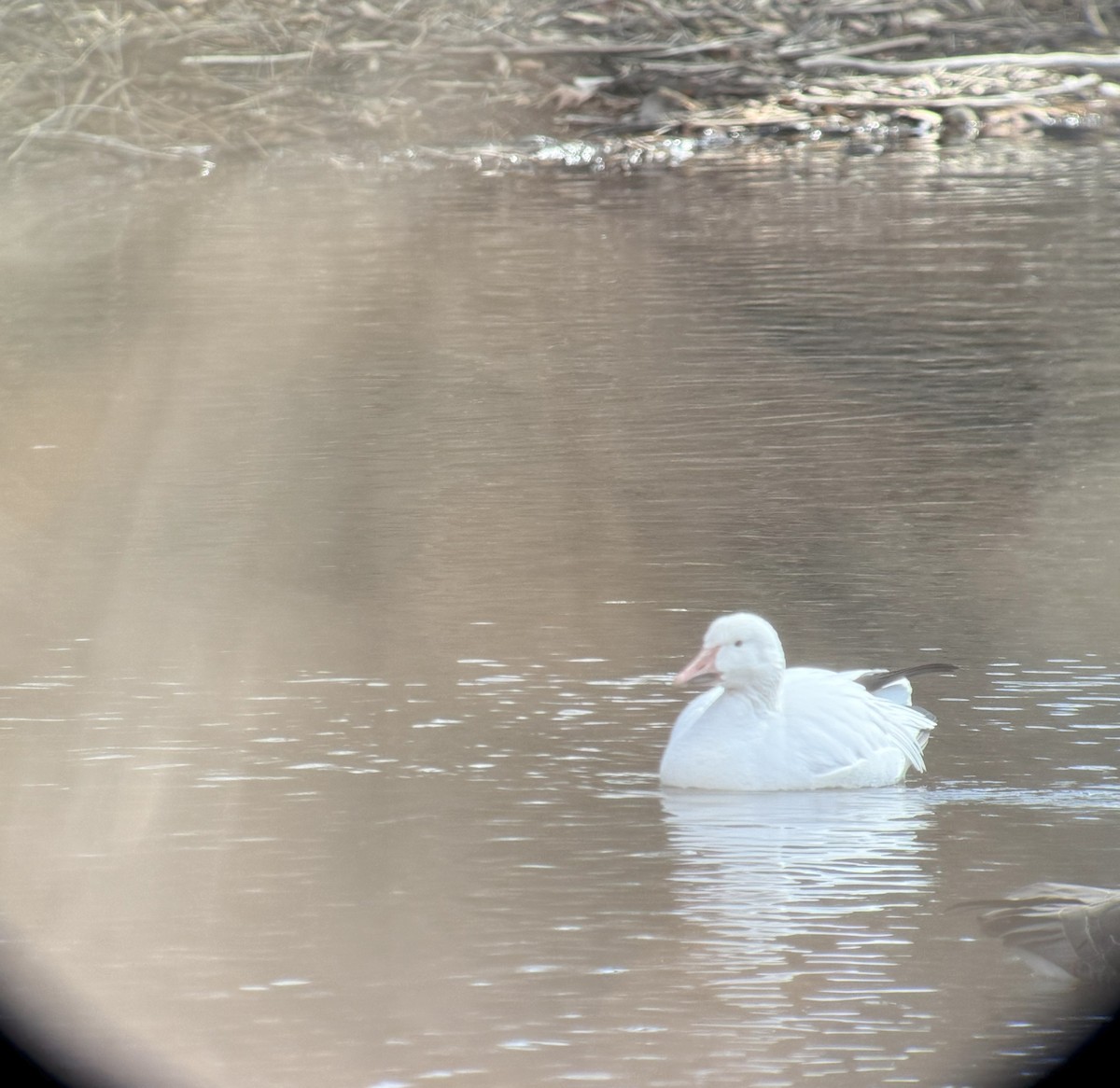 Snow Goose - ML631868557