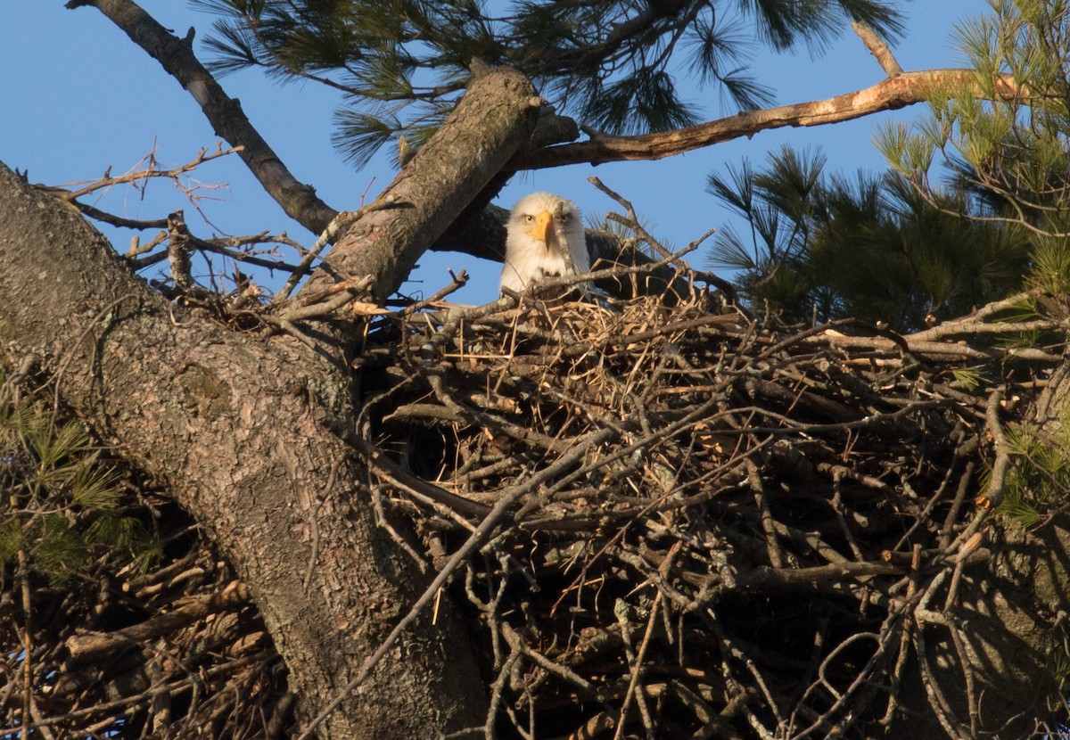 Bald Eagle - ML631868622