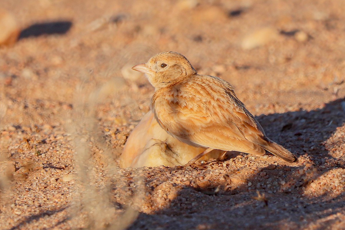 Dunn's Lark - ML631868696
