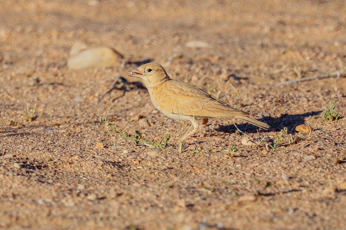 Dunn's Lark - ML631868697